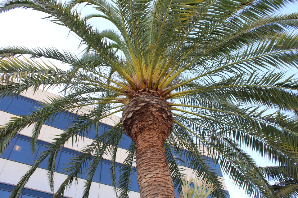 Foliage plant texture