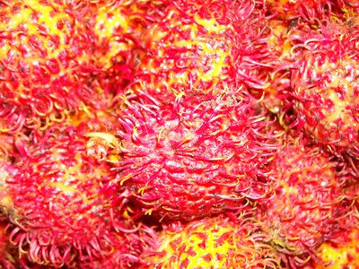 Rambutan red yellow