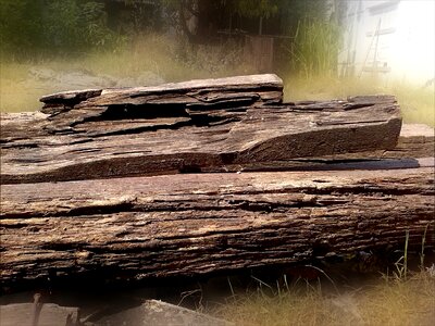 Old tree logs