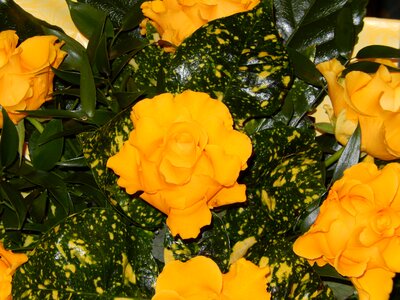 Rose yellow roses flower