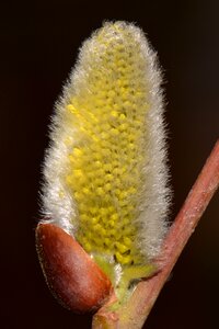 Willow spring nature