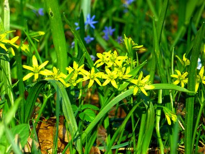 Yellow blossom bloom