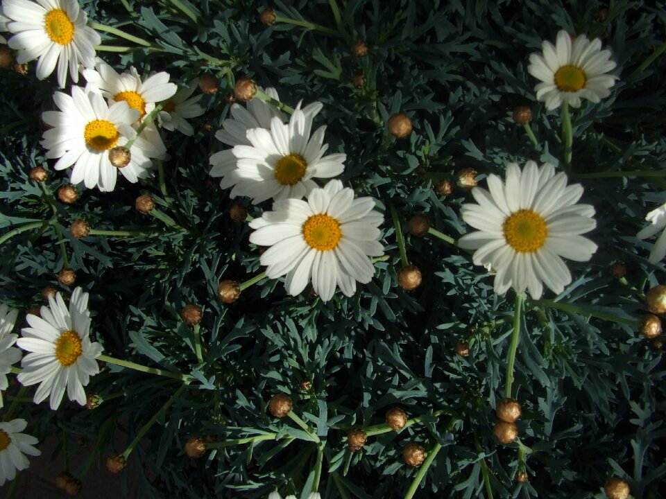 Daisies spring bloom