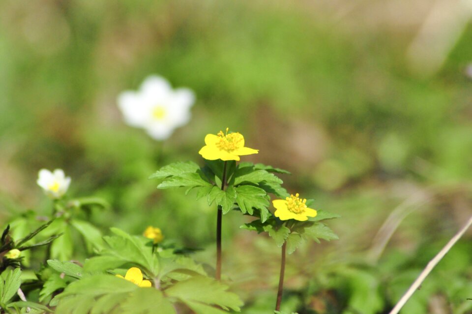 Wild flowers spring weather