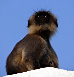 Hanuman langur semnopithecus entellus gray langur photo