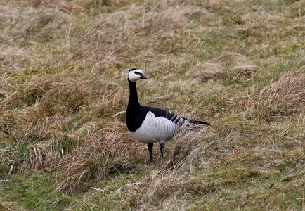 Geese bird animals photo