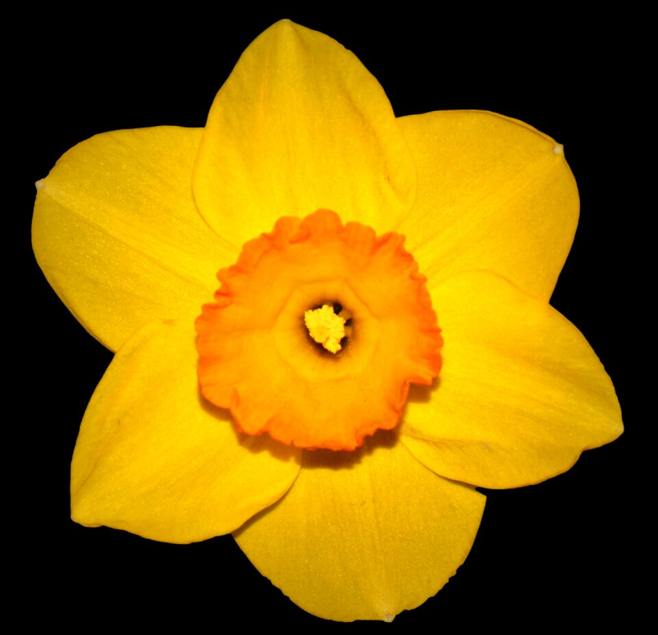 Spring yellow easter flower