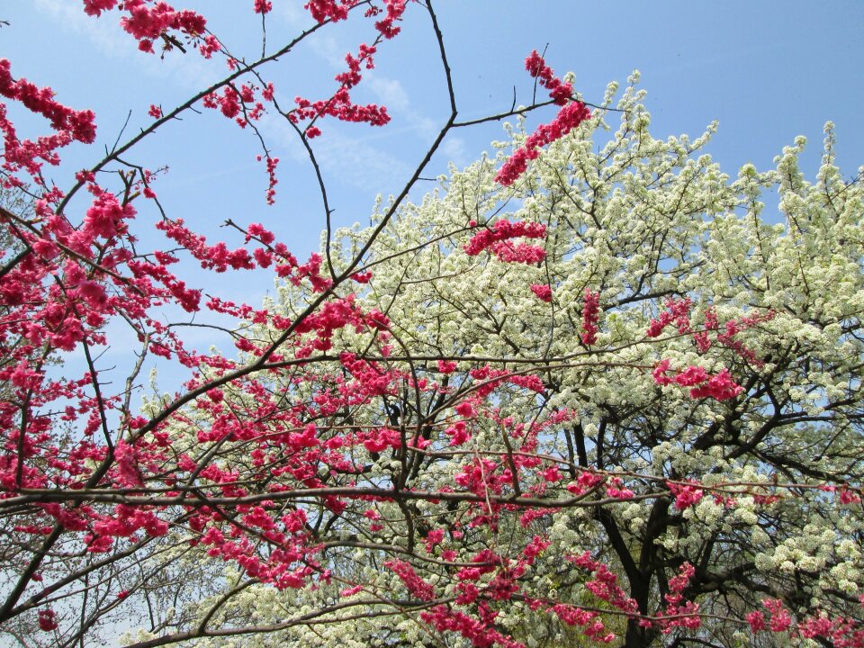 Red park plant