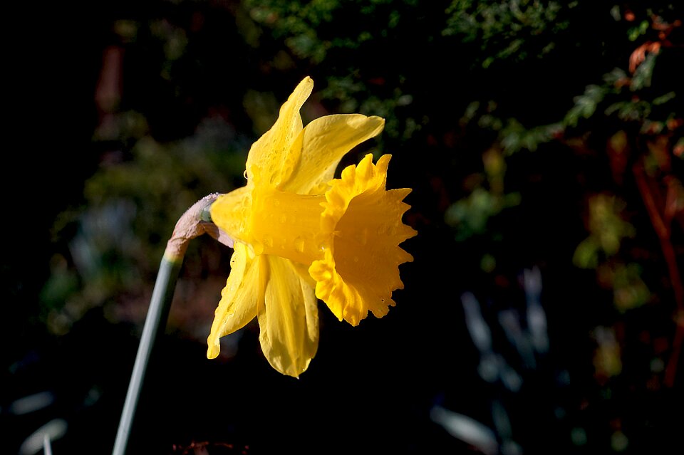 Blossom bloom yellow