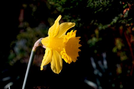 Blossom bloom yellow