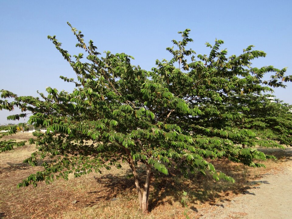 Singapore cherry strawberry tree tree