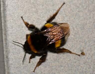 Bumblebee bug animal