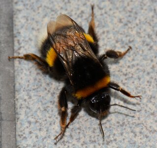 Bumblebee bug animal