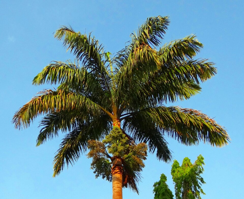 Arecaceae tree kittur