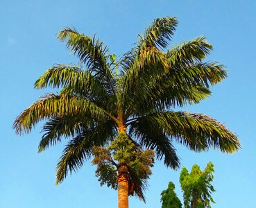 Arecaceae tree kittur