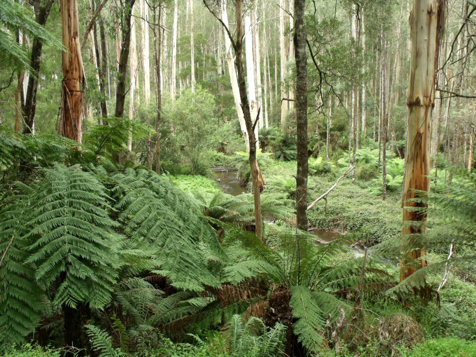 Urzeitlich fern victoria