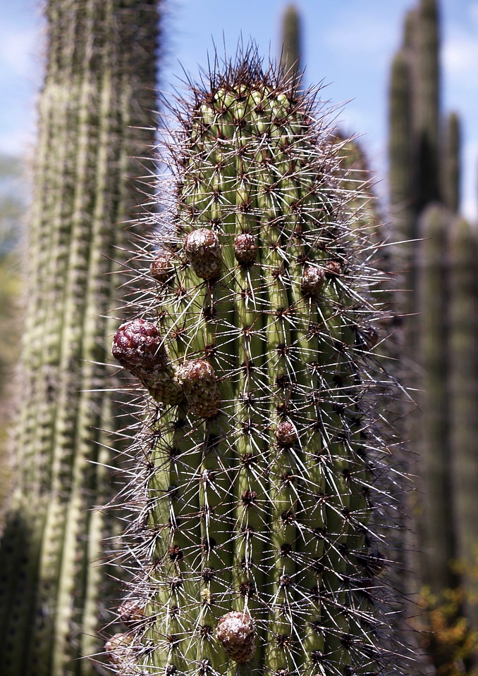 Blossom arizona usa