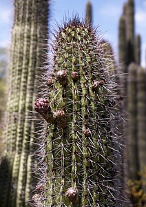 Blossom arizona usa photo