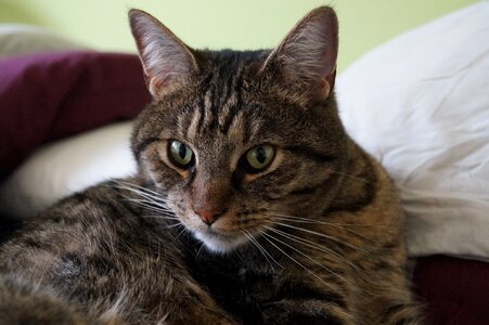 Head close up cat face
