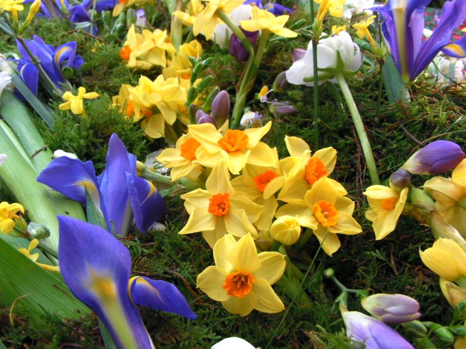 Flowers spring floral