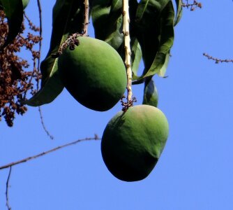 Tropical fruit fresh green