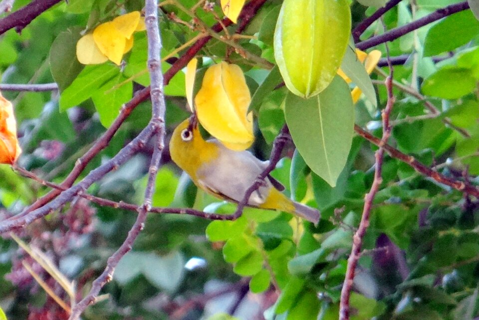 Zosterops palpebrosus passerine bird dharwad