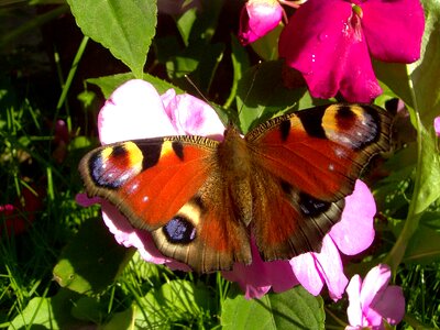 Butterfly insect animal