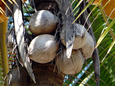 Coconut tree coconut shell india