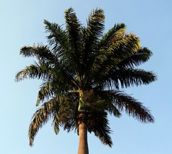 Arecaceae tree kittur photo