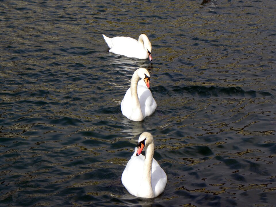 Lake water zurich