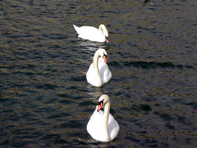 Lake water zurich