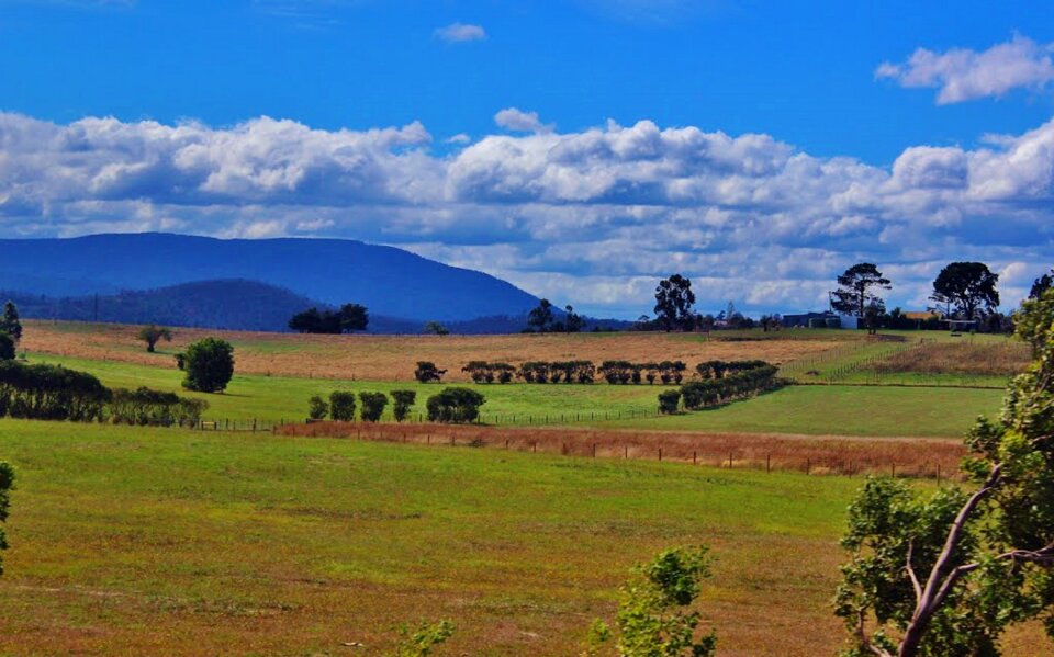 Western australia trees landscape