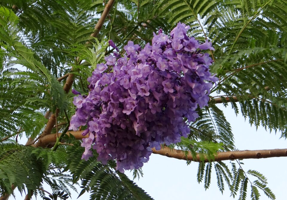 Blue jacaranda black poui fern tree