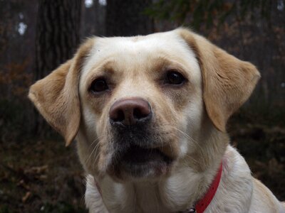 Labrador dog sponge photo