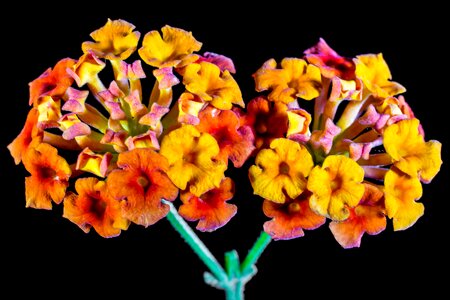 Orange yellow flower photo