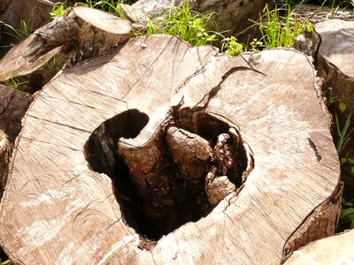 Symbol love wood photo