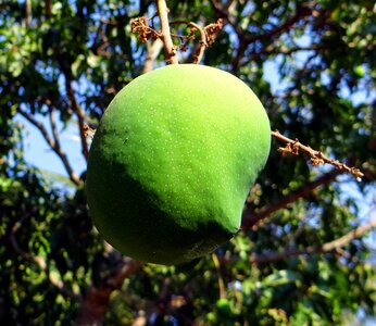 Tropical fruit fresh green
