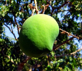 Tropical fruit fresh green photo