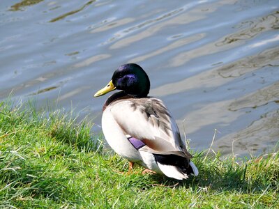 Bird water bird elegant