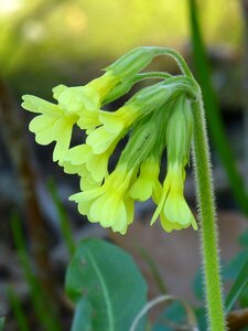 Primula elatior yellow primrose