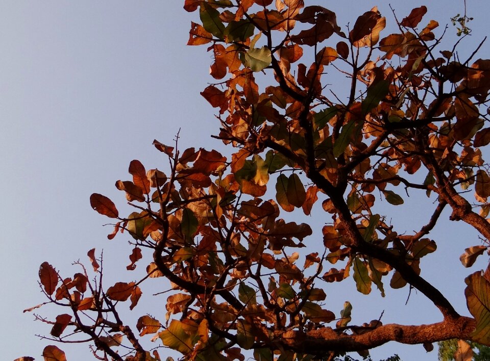 Tropical almond tree india