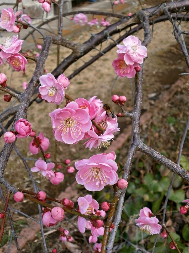 Spring pink flowers and insects