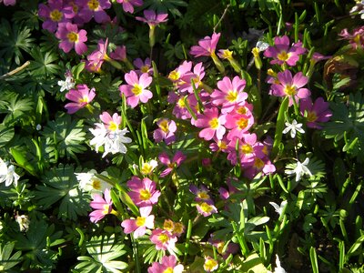 White primrose spring