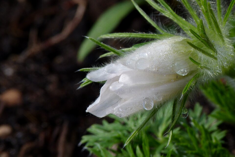 Dewdrop flower plant