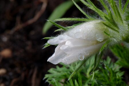 Dewdrop flower plant