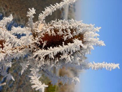 Ice crystals frozen