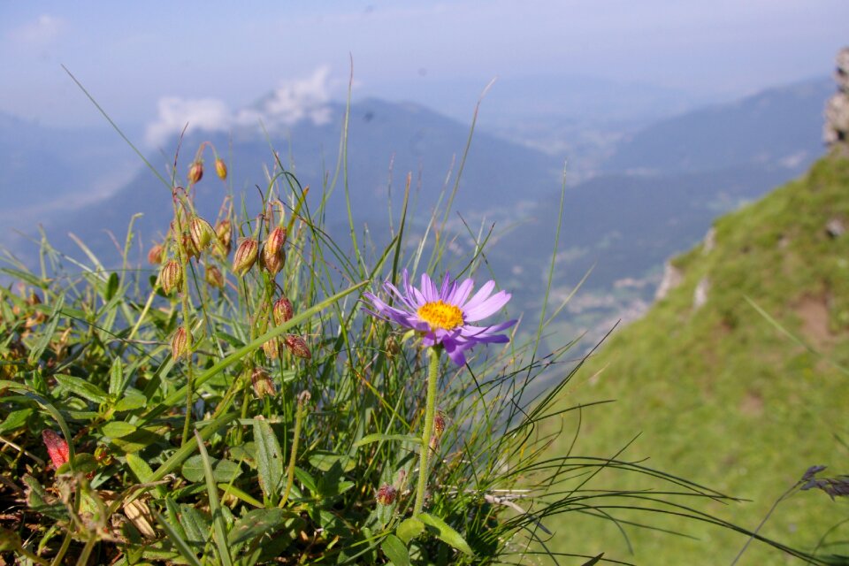 Aster alps flower