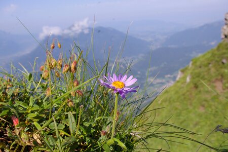 Aster alps flower photo