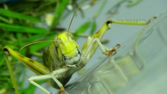 Grasshoppers locust breeding insect