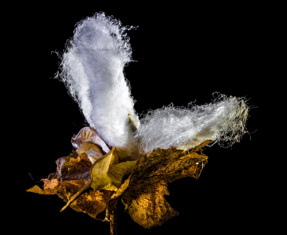 Cotton cotton shrub plant